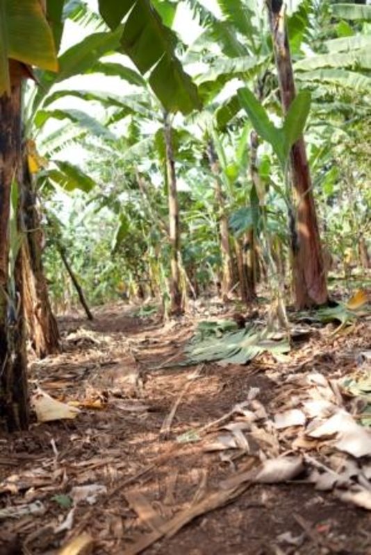 Typical Soil and Banana 