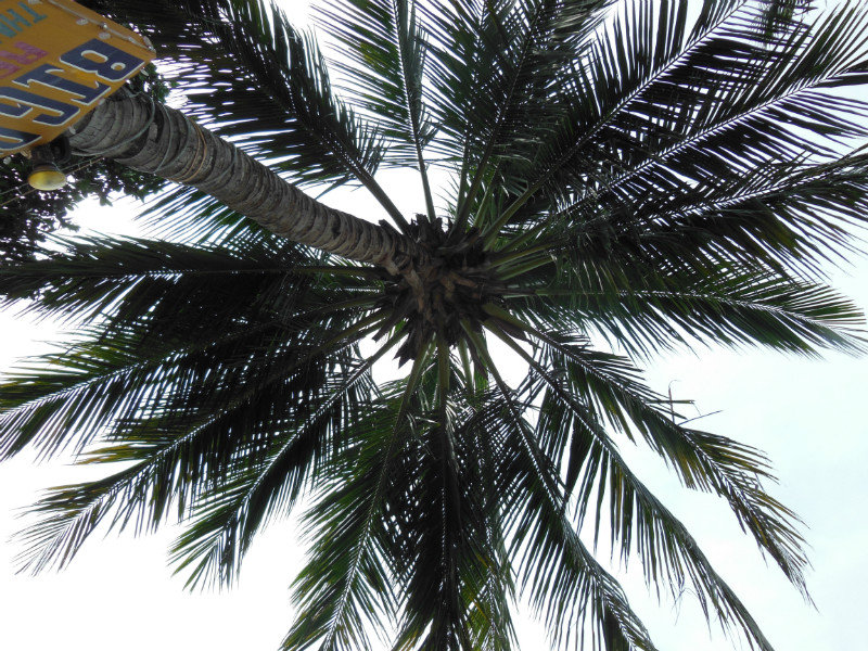 Classic palm tree over the bar, Koh Tao