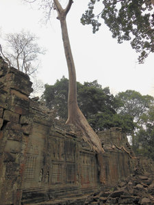 Tree straddling the temple