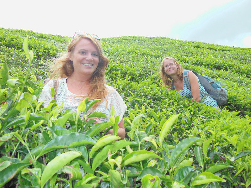 Our guide told us to climb into the tea plantation (or at least I think that's what he said!) This is the result. Cameron Highlands