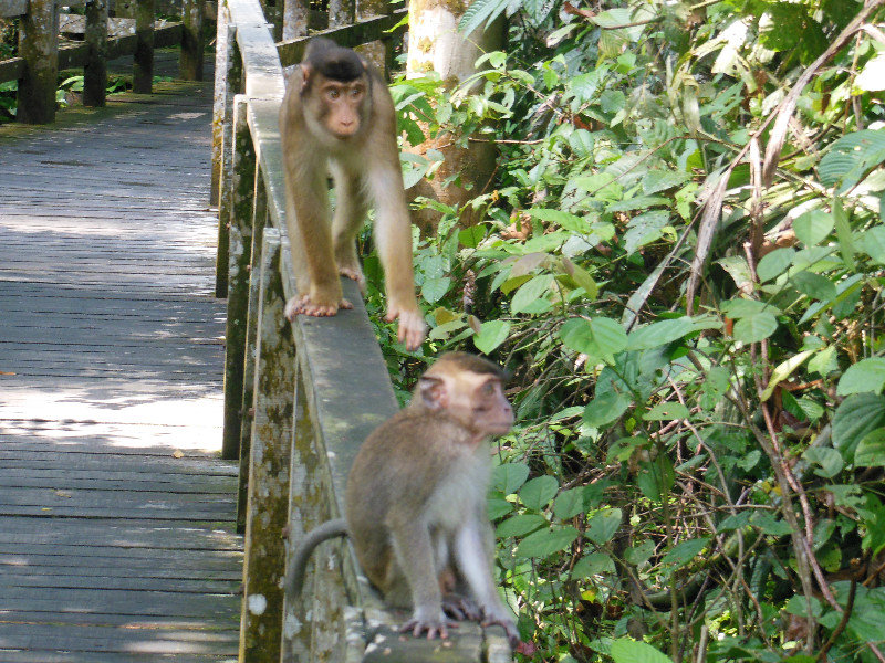 Long tailed macaques, they're everywhere in Asia! Sepilok, Borneo
