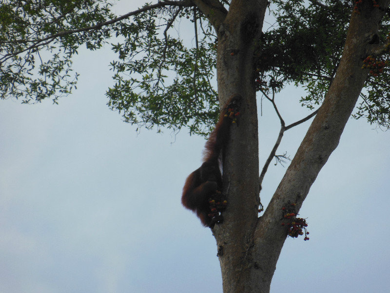 Male orang-utan spotted along the Kinabatangan River, Sabah, Borneo