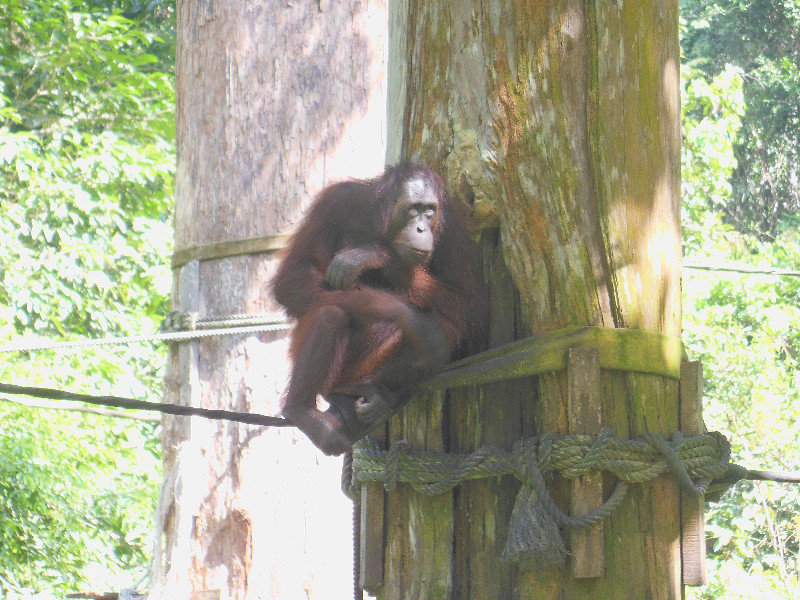 Female orang-utan, Sepilok Rehabilitation Centre, Borneo
