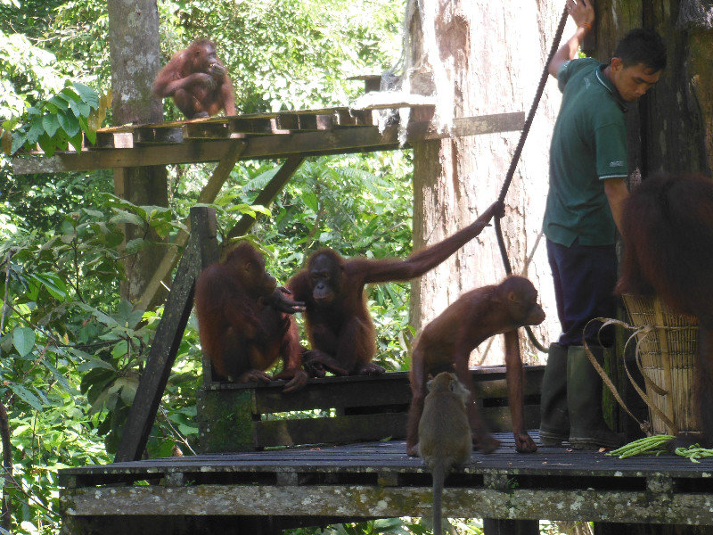 Orang-utans come to eat! Sepilok, Borneo