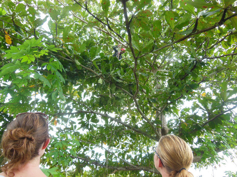 Seed collecting. We weren't allowed to climb the tree. Kinabatangan