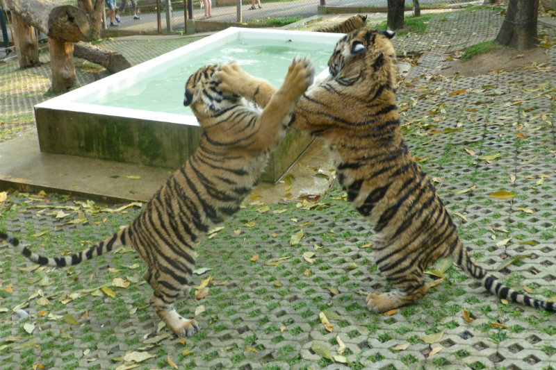 Tiger fight!