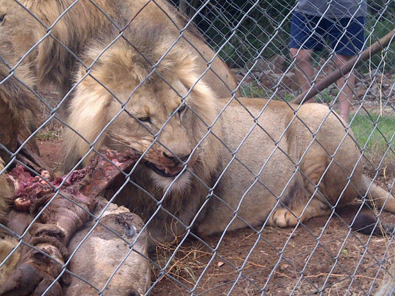Lions eating 