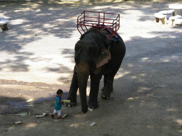 Elephant and boy 2