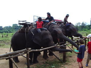 Elephants after ride 1