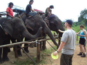 Elephants after ride 2