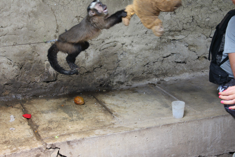 Dont mess with the monkey