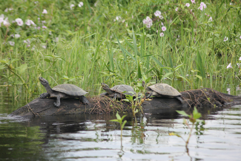 Turtles chilling