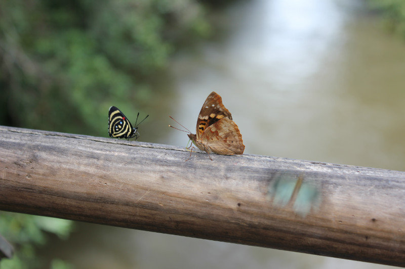 Butterflies squaring off