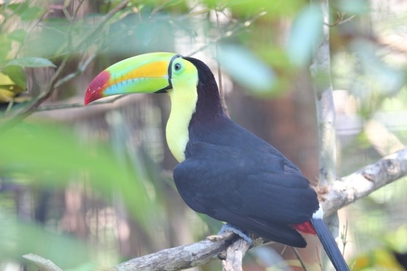 Keel Billed Toucan At the Belize Zoo