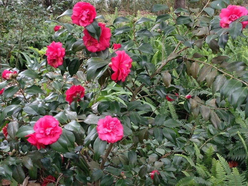 Camelia Bushes on the Mansion Grounds