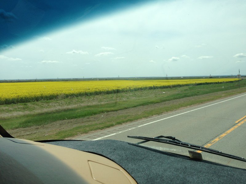 Cynde was Mesmerized by the Canola