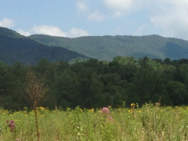 Meadow in Cades Cove