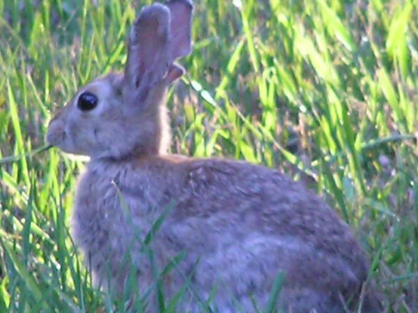Cottontail in camp