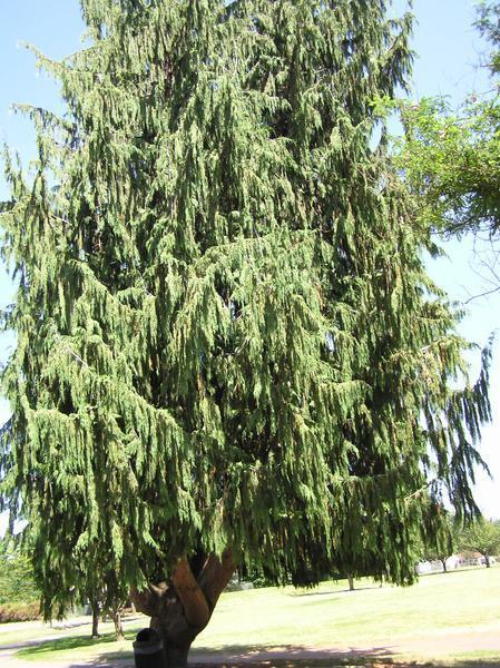 An intriguing Cedar tree