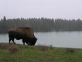 Bison on lake near the East Entrance