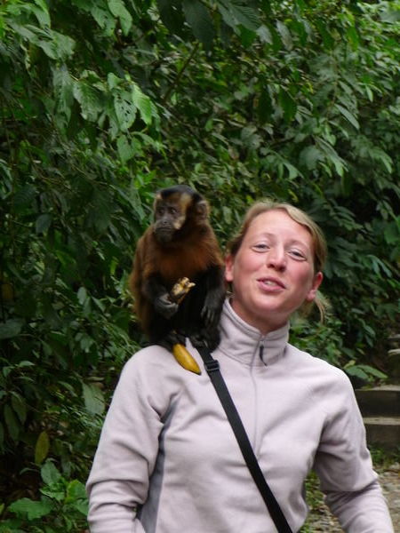 Jumped by a Capuchin!