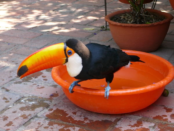 pet toucan