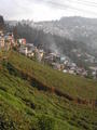 čajové plantáe v Darjeelingu...