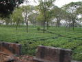 .....čajové plantáe v niích nadmořských výkách pod Darjeelingem...
