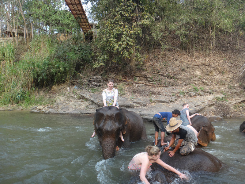 Taz drowning on elephant