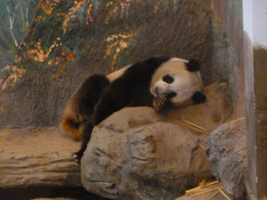 Lazy panda...