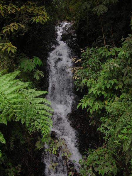 Waterfall in the Cloud Forest III.