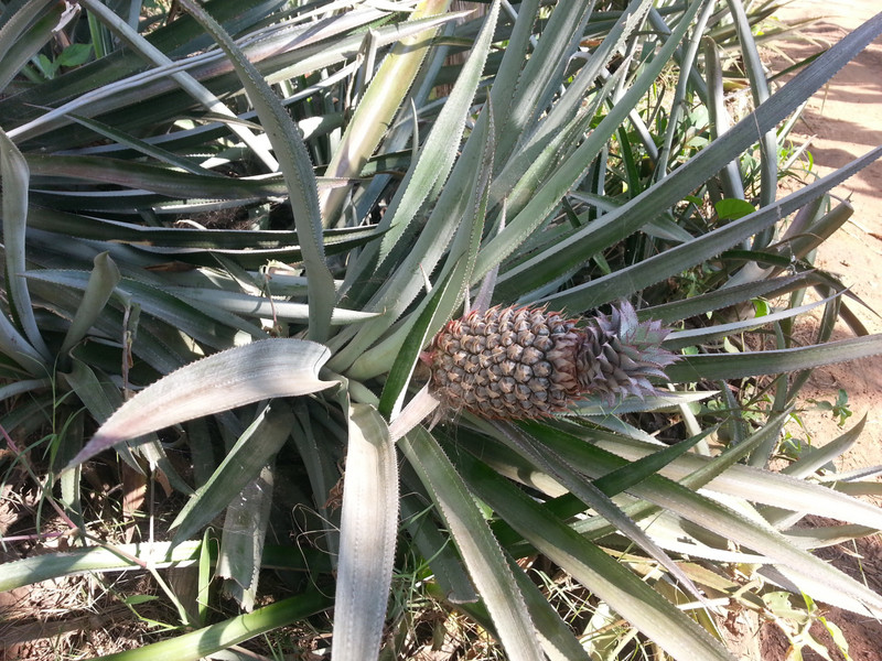 Pineapples growing on the ground!