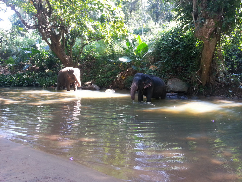 Elephants enjoying life