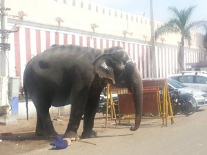 The Temple Elephant