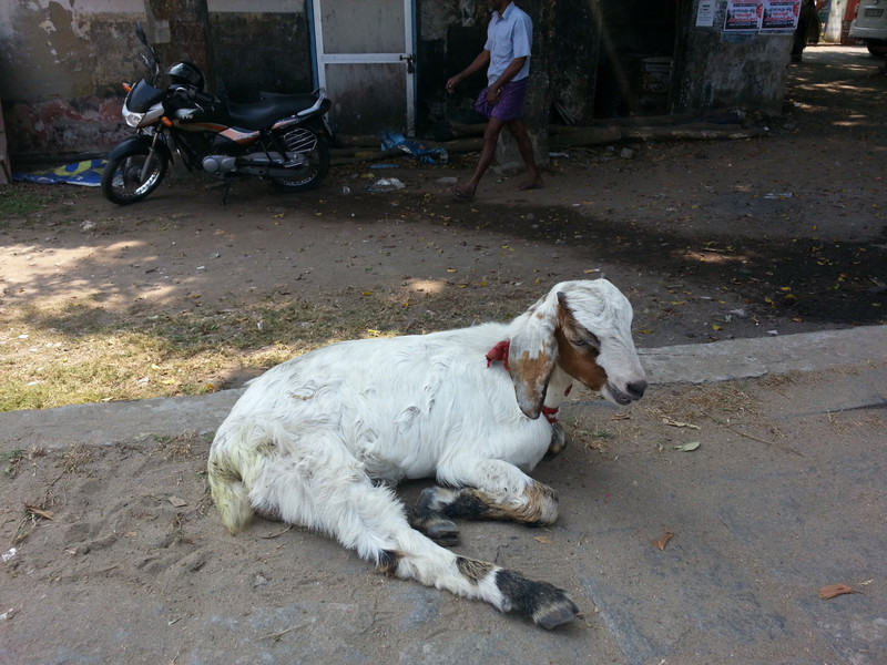 Street goat
