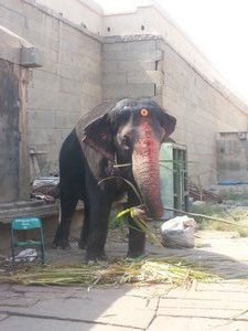 Temple Elephant
