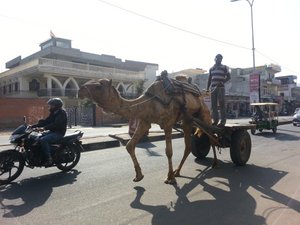 Camel at work