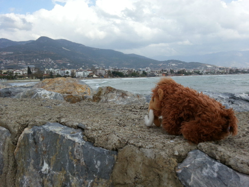 Woolly takes in the View