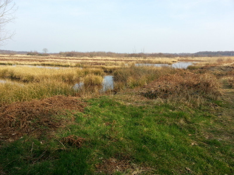 The marshes at Risely Moss