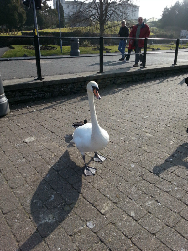 Scary Swan!