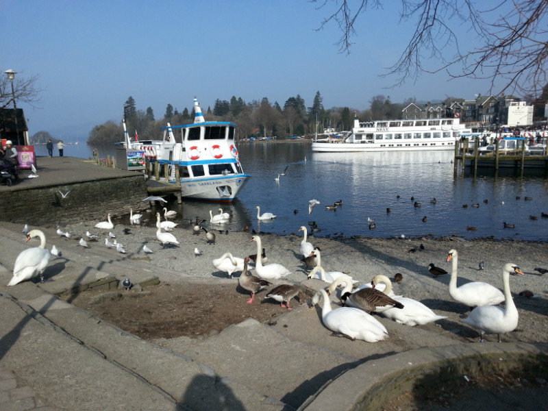 Where do all these swans come from!