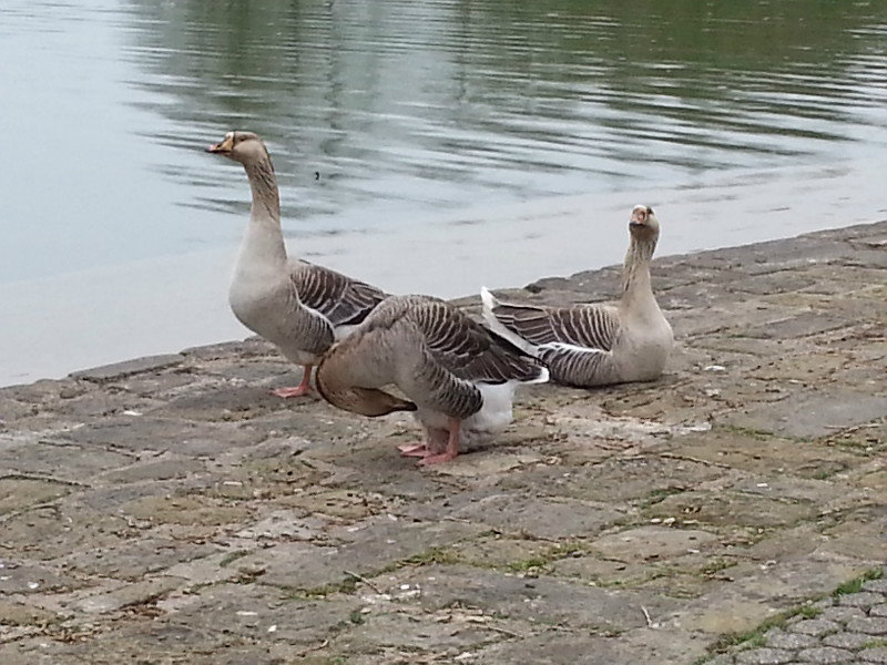 Geese at the lakeside
