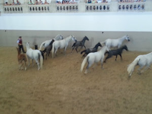 Watching the foals running