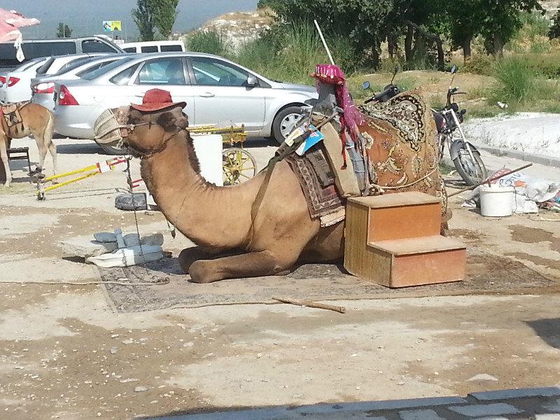 A Camel for Travel Camel