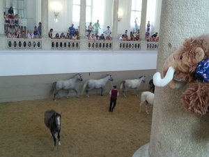 This is pretty cool - Spanish Riding School