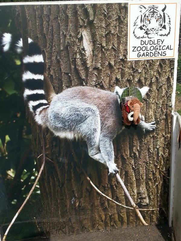 A New Species of Lemur