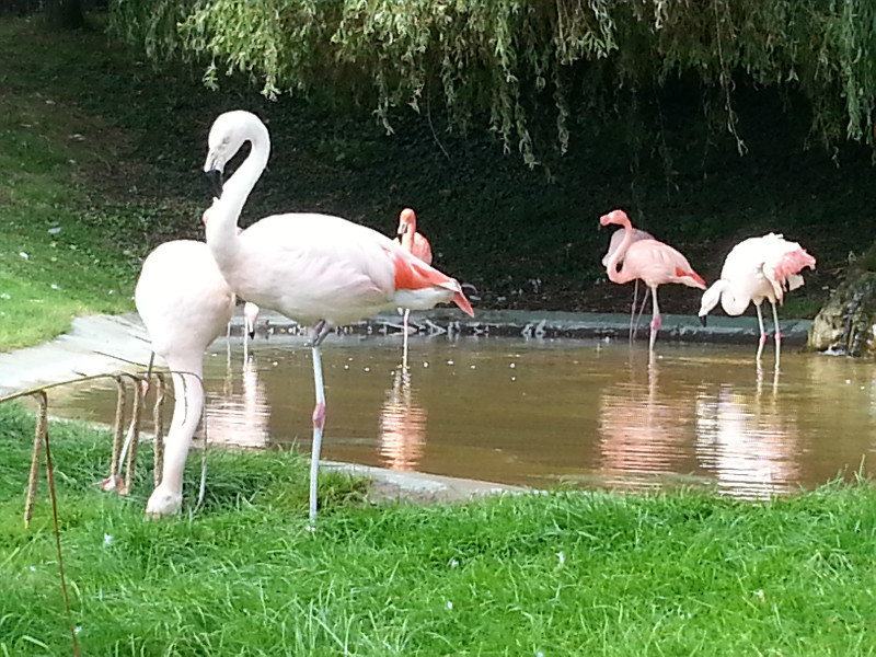 Pretyy Flamingo's
