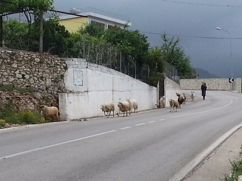 Watch out for goats on the road!