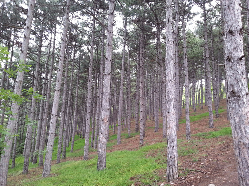 A walk through the pine forest