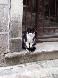 Another Cat of Kotor